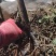 大通草苗货源充足品质保证标准带苗发货量大优惠