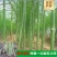 杂交一代芦笋苗易管理好种植生长迅速回报快经济价值高