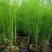 杂交一代芦笋苗易管理好种植生长迅速回报快经济价值高