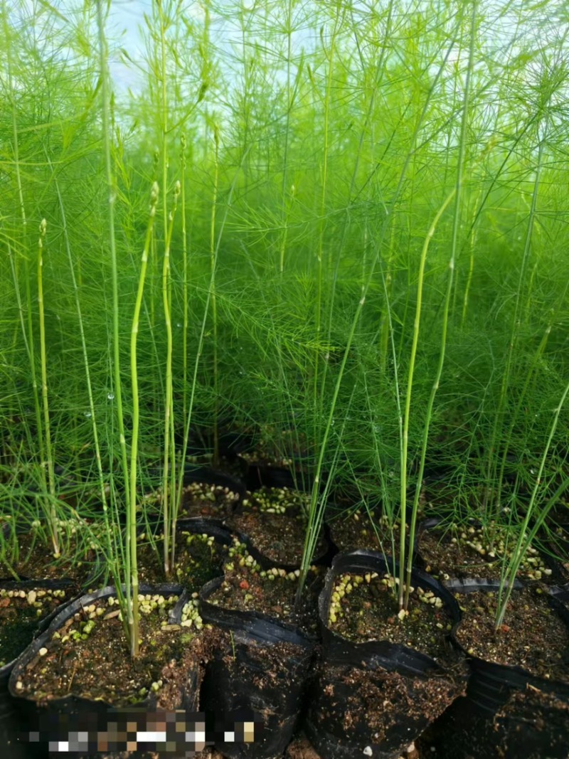 杂交一代芦笋苗易管理好种植生长迅速回报快经济价值高