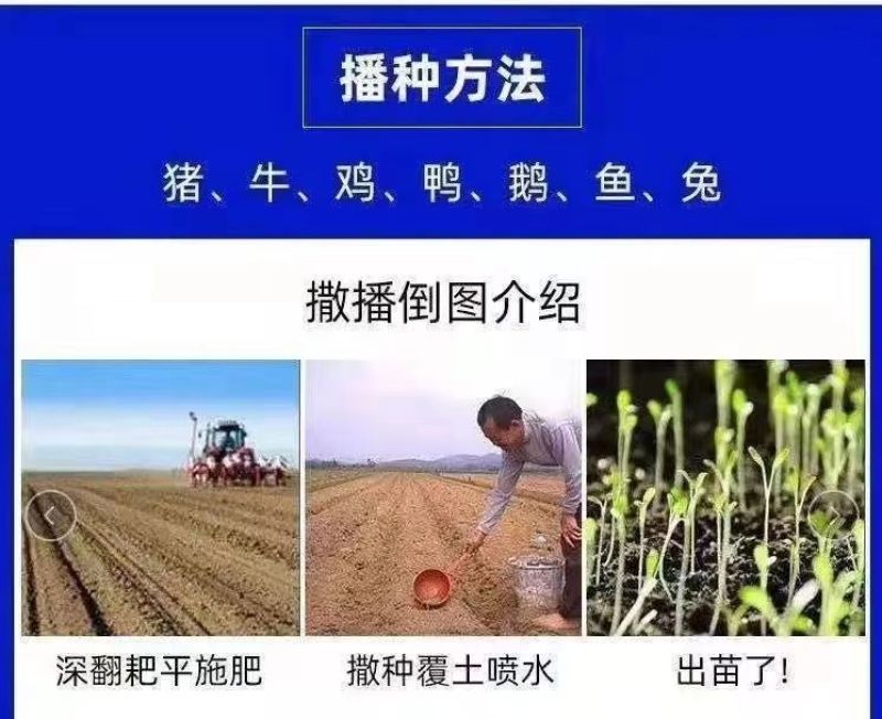 墨西哥玉米草种籽牧草种子养牛羊猪兔再生畜牧养殖喂鱼草种子