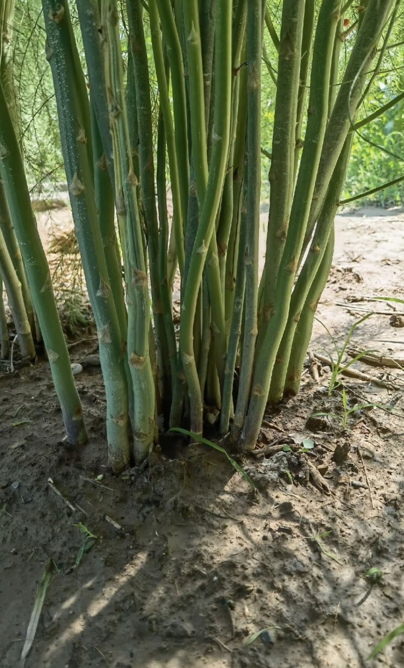 精品芦笋种子金冠质量保证优质货源诚信经营