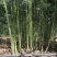 杂交一代芦笋苗大量供应品种纯价格优惠质量好