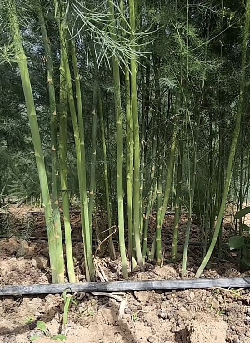 杂交一代芦笋苗大量供应品种纯价格优惠质量好
