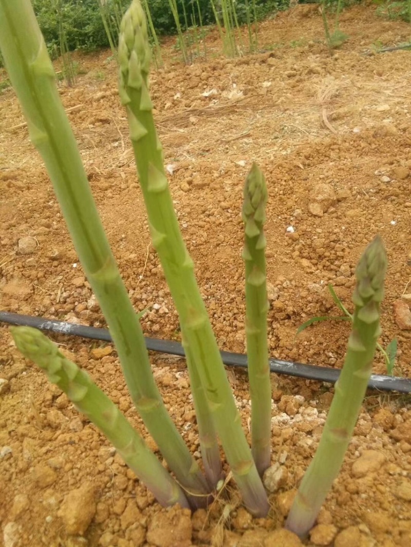 杂交一代芦笋苗大量供应品种纯价格优惠质量好
