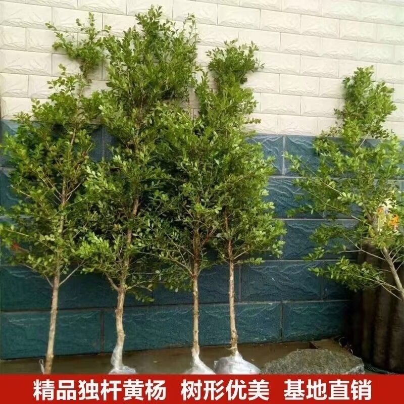 独杆黄杨耐寒四季常青风景树，风景素材，小叶黄杨盆栽
