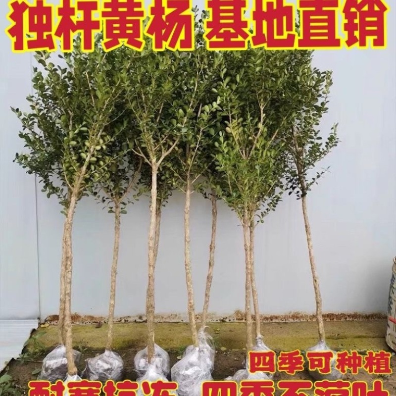 独杆黄杨耐寒四季常青风景树，风景素材，小叶黄杨盆栽