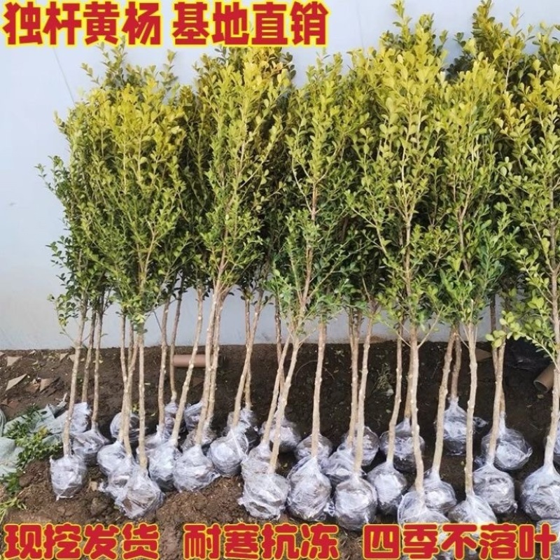 独杆黄杨耐寒四季常青风景树，风景素材，小叶黄杨盆栽