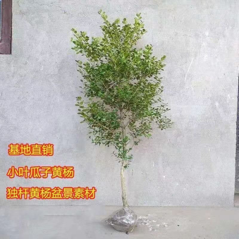 独杆黄杨耐寒四季常青风景树，风景素材，小叶黄杨盆栽