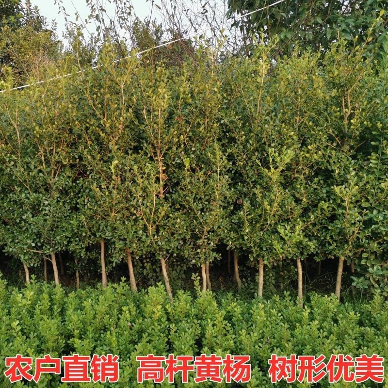独杆黄杨耐寒四季常青风景树，风景素材，小叶黄杨盆栽