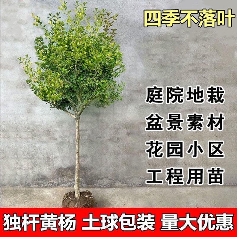 独杆黄杨耐寒四季常青风景树，风景素材，小叶黄杨盆栽