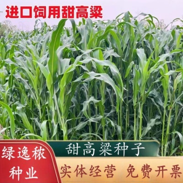 甜高粱种籽喂羊的饲料草畜牧多年生牧草种子饲用大力士甜高粱