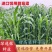 甜高粱种籽喂羊的饲料草畜牧多年生牧草种子饲用大力士甜高粱