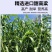 甜高粱种籽喂羊的饲料草畜牧多年生牧草种子饲用大力士甜高粱
