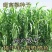 甜高粱种籽喂羊的饲料草畜牧多年生牧草种子饲用大力士甜高粱