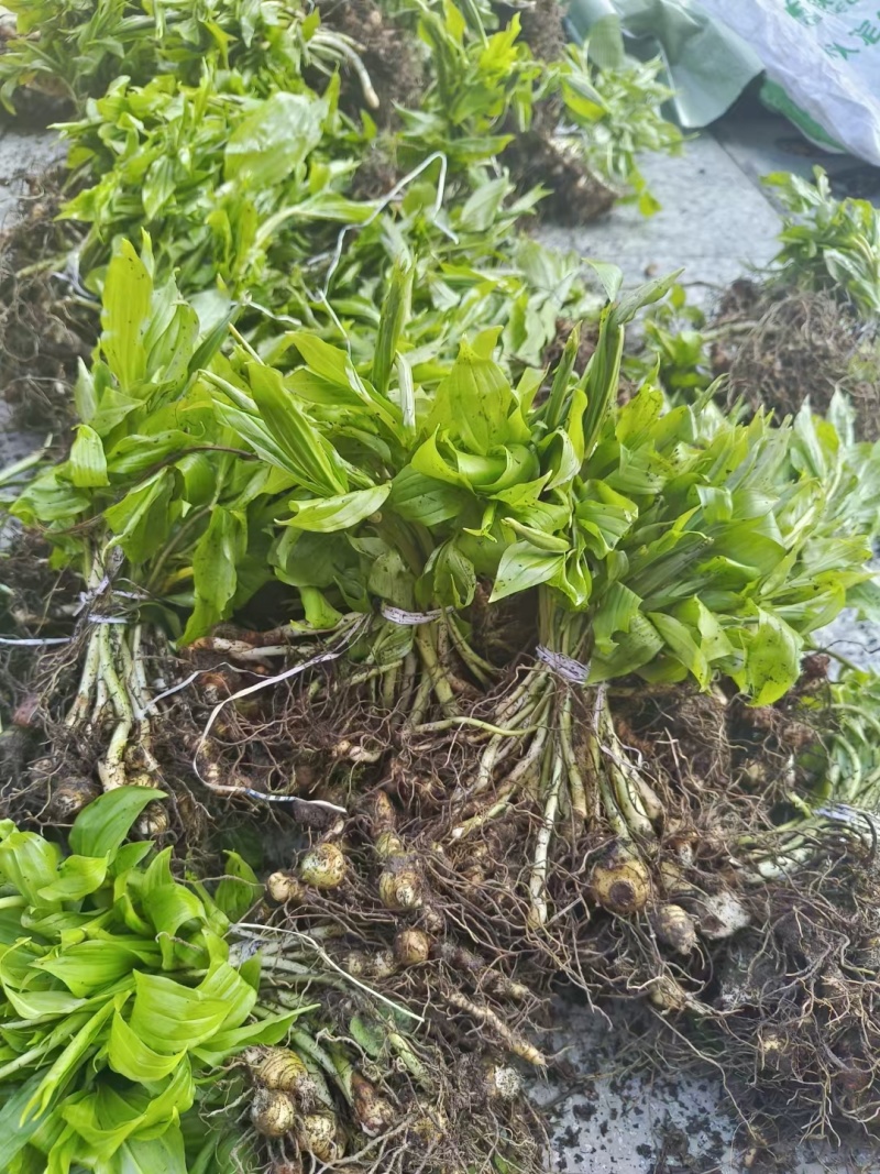 苦黄精种苗