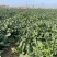 精品菠菜对接加工厂基地种植货源充足价格不高