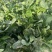 精品菠菜对接加工厂基地种植货源充足价格不高