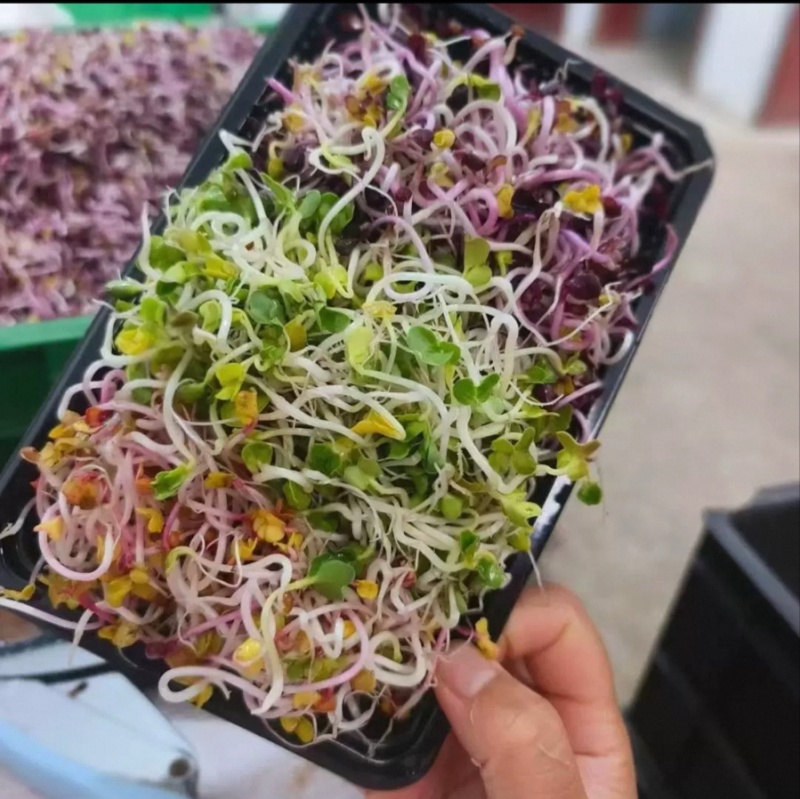 西北七彩萝卜芽
