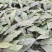 毛滋菇苗药材种苗诚信经营货源充足欢迎联系