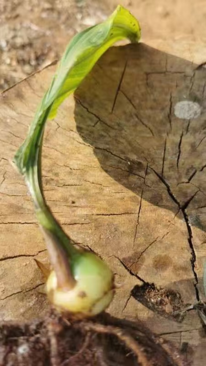 毛滋菇苗药材种苗诚信经营货源充足欢迎联系