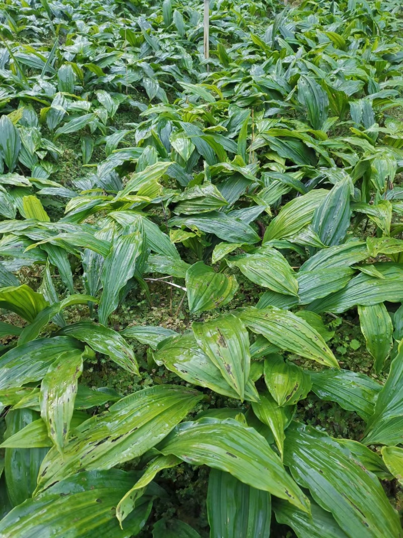 毛滋菇苗药材种苗诚信经营货源充足欢迎联系