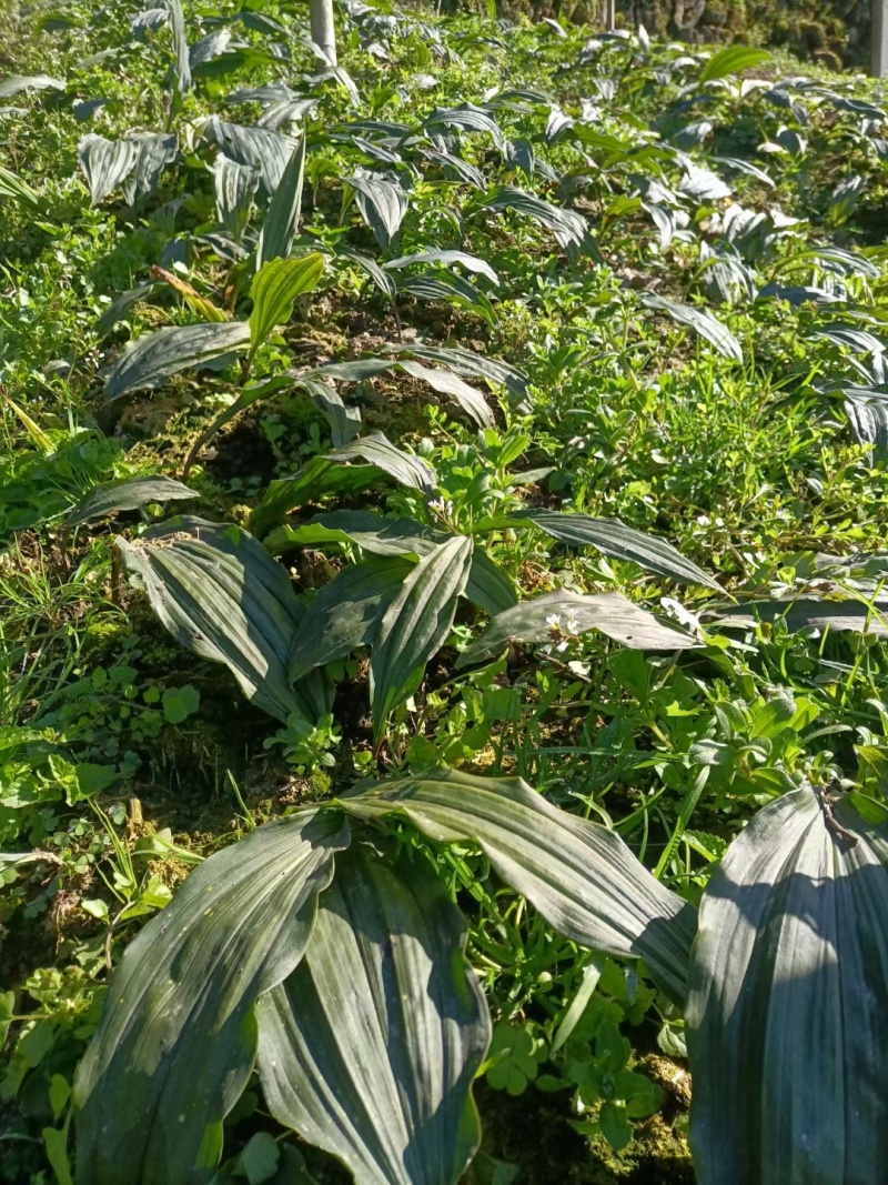 毛滋菇苗药材种苗诚信经营货源充足欢迎联系