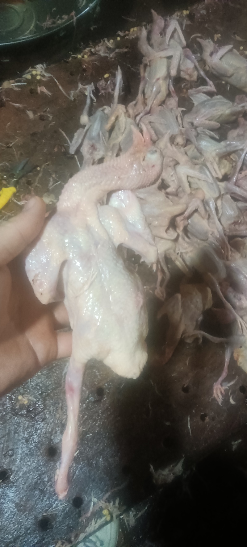 白羽王乳鸽
