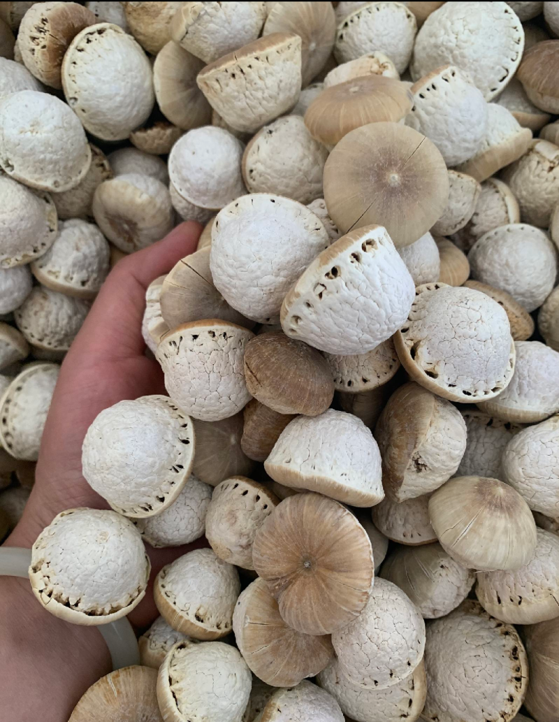 风流果
