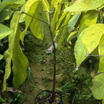 无忧树绿化苗木园林绿化苗无忧树苗产地直发量大优惠