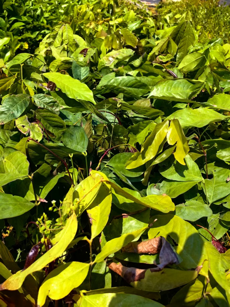 无忧树绿化苗木园林绿化苗无忧树苗产地直发量大优惠