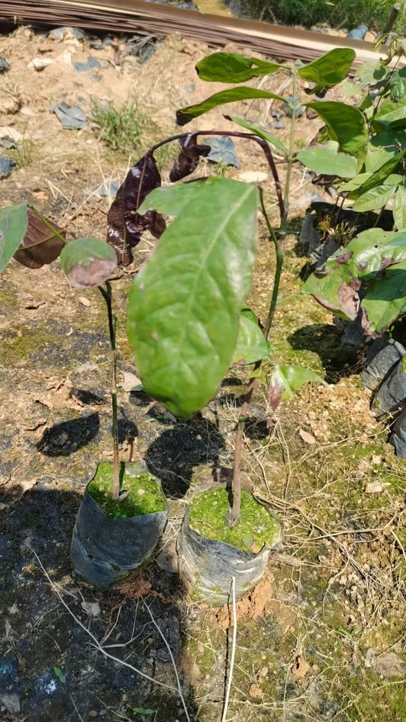 无忧树绿化苗木园林绿化苗无忧树苗产地直发量大优惠