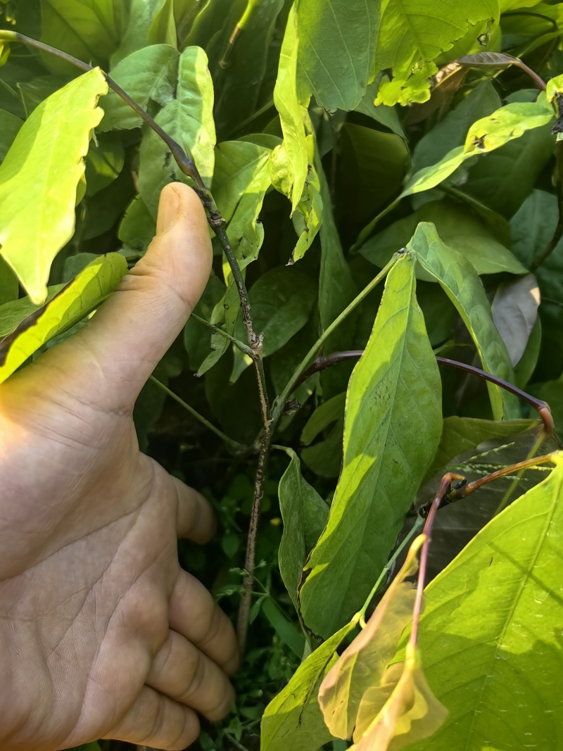 无忧树绿化苗木园林绿化苗无忧树苗产地直发量大优惠