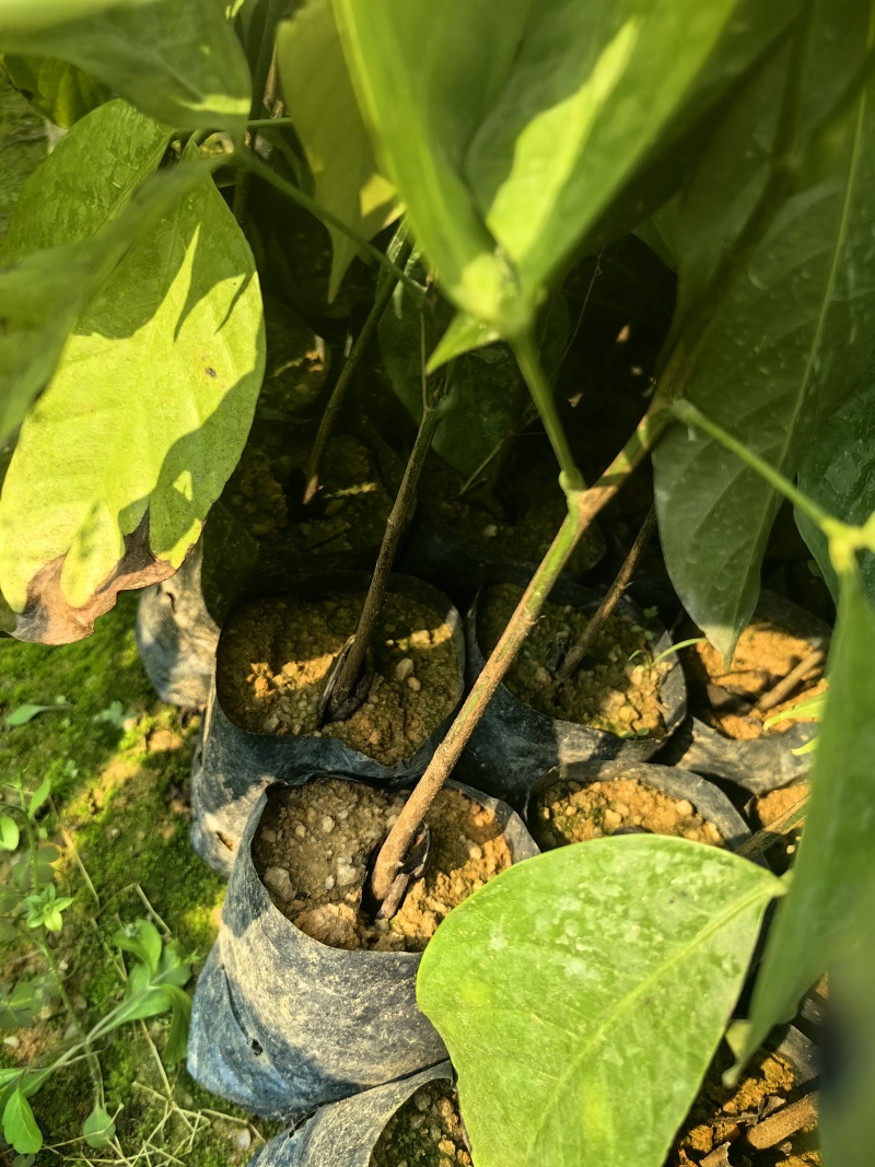 无忧树绿化苗木园林绿化苗无忧树苗产地直发量大优惠