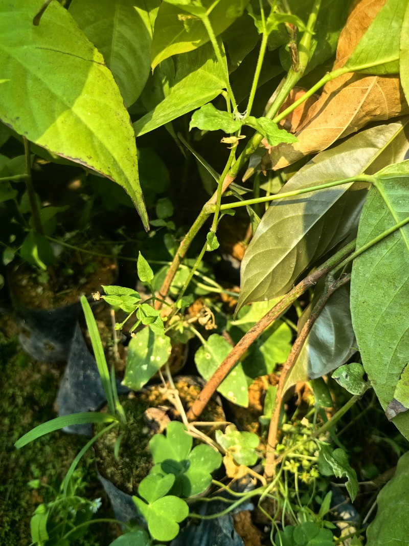 无忧树绿化苗木园林绿化苗无忧树苗产地直发量大优惠