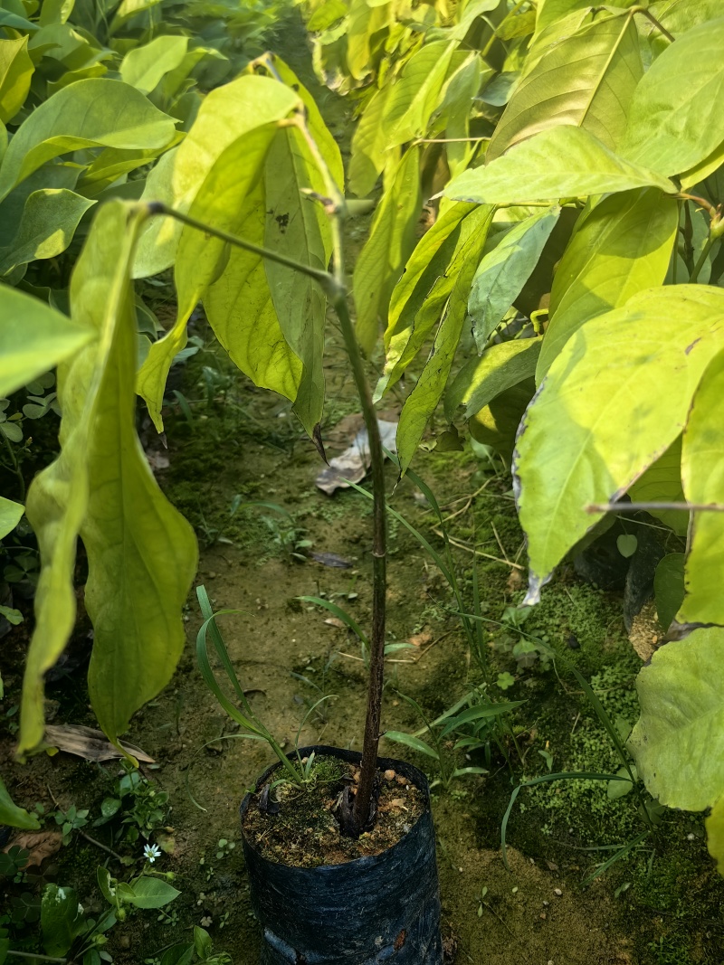 无忧树绿化苗木园林绿化苗无忧树苗产地直发量大优惠