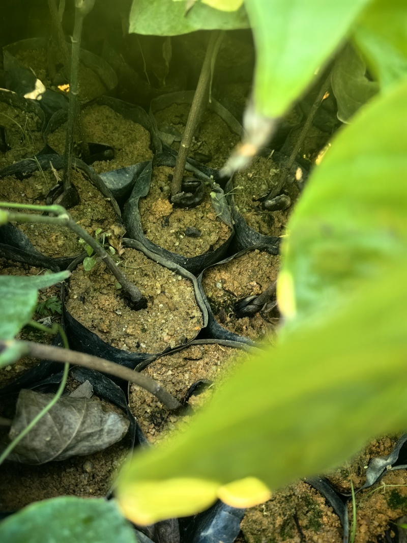 无忧树绿化苗木园林绿化苗无忧树苗产地直发量大优惠