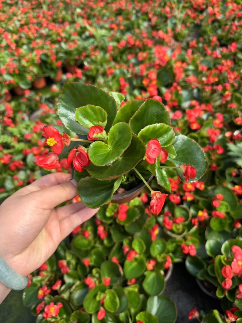 海棠苗，120杯180杯海棠两色有货量大从优
