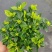 【推荐】栀子花大小规格品质保证基地直发