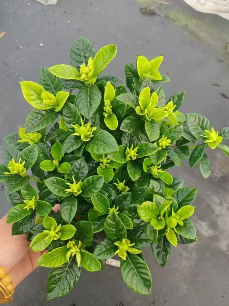 【推荐】栀子花大小规格品质保证基地直发