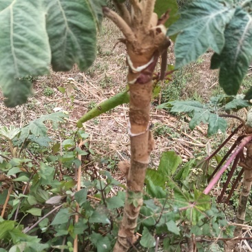 野生大通草