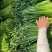 韭菜花，韭苔，韭菜苔，手工现摘
