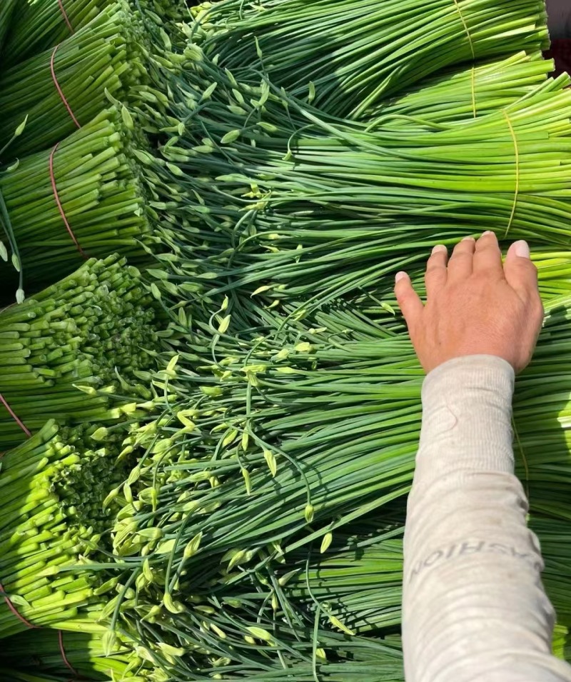 韭菜花，韭苔，韭菜苔，手工现摘