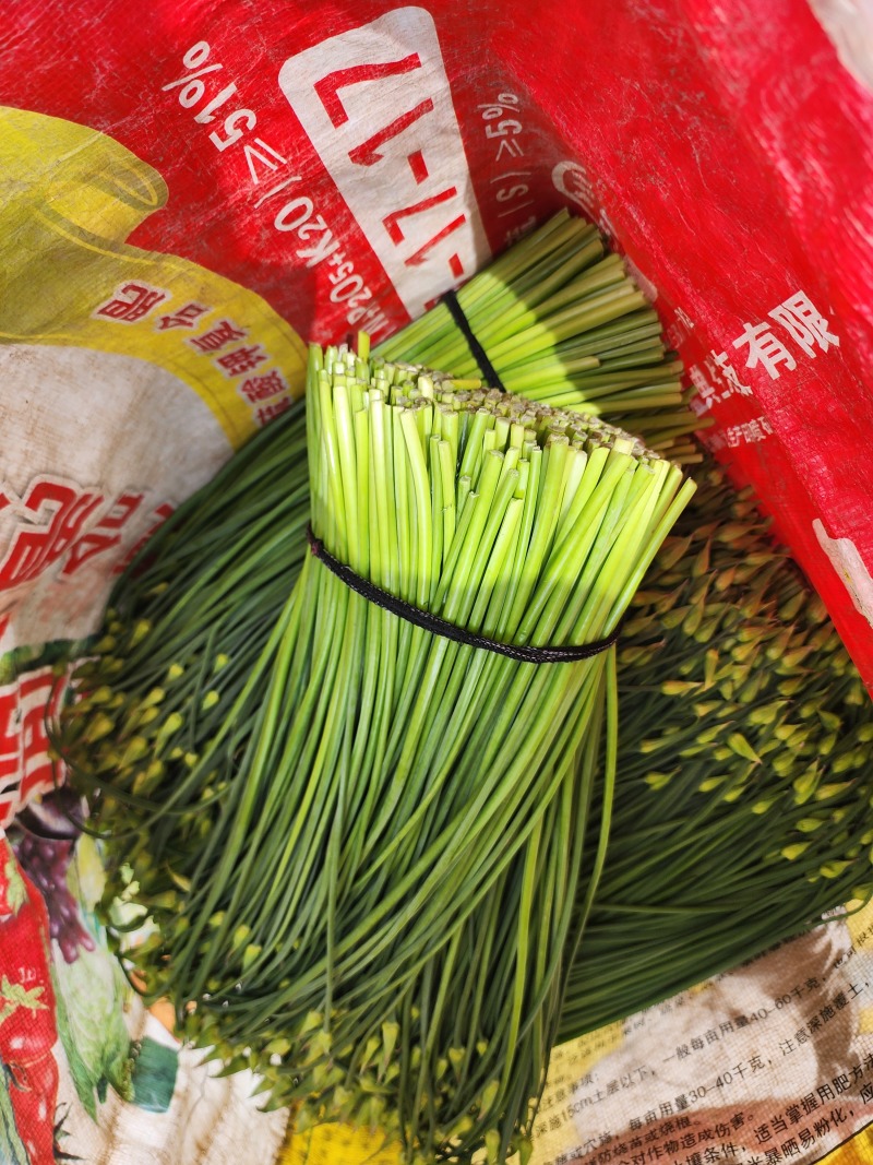 韭菜花，韭苔，韭菜苔，手工现摘