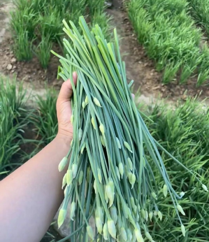韭苔，韭菜苔，韭菜花，产地直发