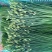 韭苔，韭菜苔，韭菜花，产地直发