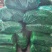 韭苔，韭菜苔，韭菜花，产地直发