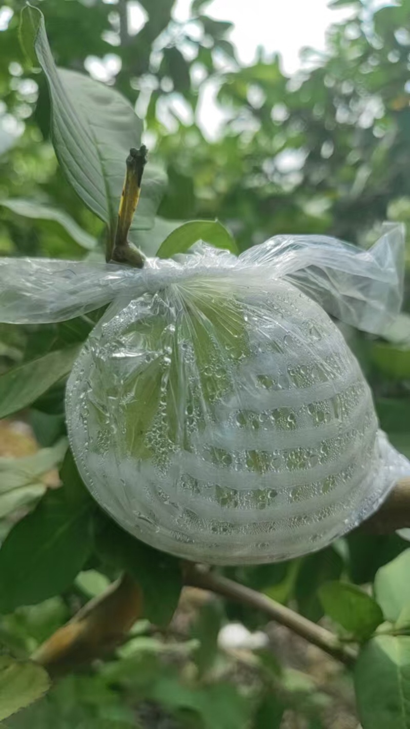 番石榴批发