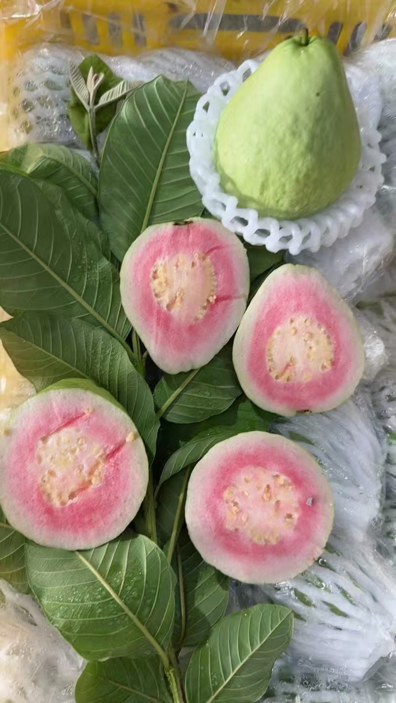 番石榴批发