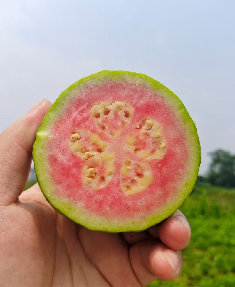 番石榴批发